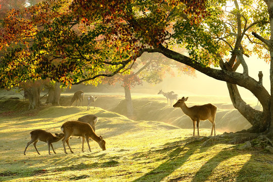 Nara Deer Park